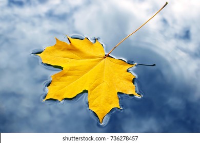 Beautiful autumn leaf floating on the water. - Powered by Shutterstock