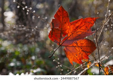 Hermosa hoja otoño con