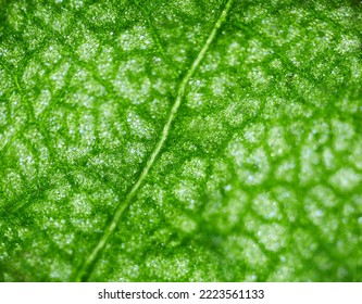 beautiful autumn leaf patterns under the microscope - Shutterstock ID 2223561133