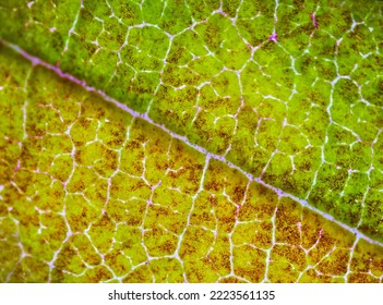 beautiful autumn leaf patterns under the microscope - Shutterstock ID 2223561135