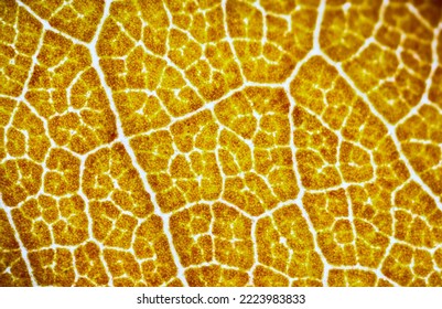 beautiful autumn leaf patterns under the microscope - Shutterstock ID 2223983833