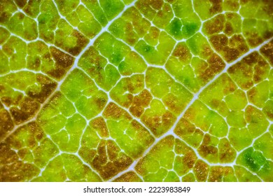 beautiful autumn leaf patterns under the microscope - Shutterstock ID 2223983849