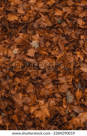 Beautiful autumn leaves fallen on the gound