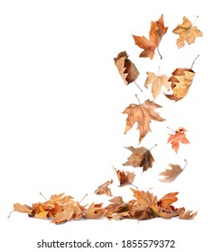 Beautiful Autumn Leaves Falling On White Background