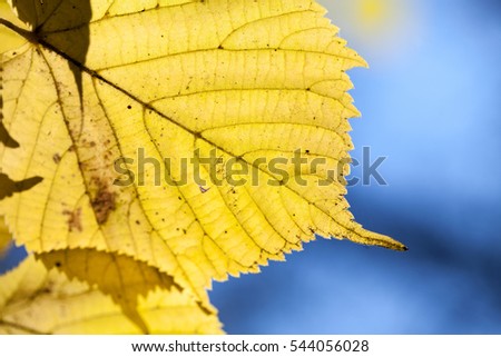 Similar – Foto Bild Makro von vertrockneten Herbstblättern