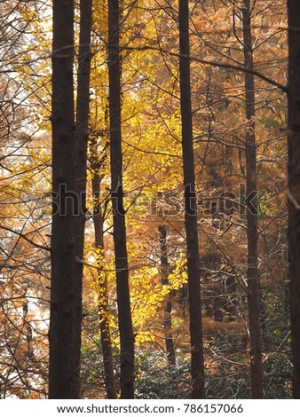 autumn impression Ambience