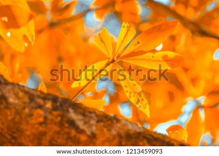 Similar – Foto Bild Detail eines Smilax-Asperablattes mit Sonnenlicht und Bokeh-Hintergrund