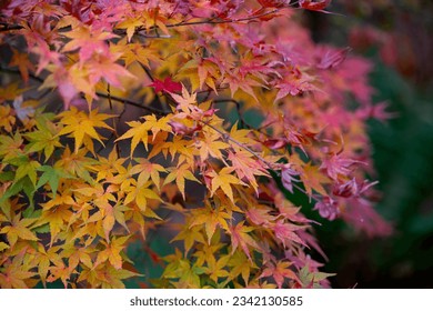 Beautiful autumn leaves that turned red in autumn in Japan - Shutterstock ID 2342130585