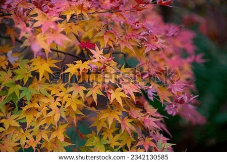 Beautiful autumn leaves that turned red in autumn in Japan