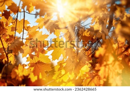 Similar – Image, Stock Photo Golden autumn season concept