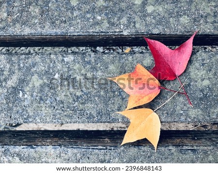 Beautiful autumn leaves, trident maple, acer buergerianum