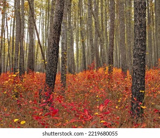 Beautiful Autumn Leaves In Wharton , New Jersey State Forest