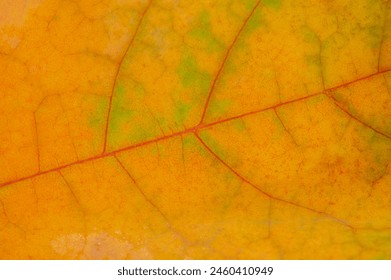 Beautiful autumn maple leaf close up Stunning texture and color for the background Macro photography showing the intricate details of the leaf - Powered by Shutterstock