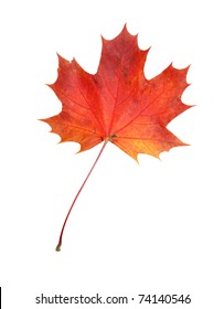 Beautiful Autumn Maple Leave Isolated On White Background