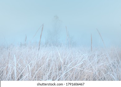 Beautiful autumn misty sunrise landscape. November foggy morning and rime on a plants at scenic high grass meadow.