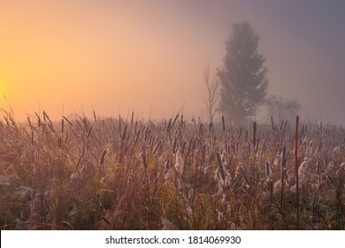Beautiful autumn misty sunrise landscape. Foggy morning at the scenic swamp with fluffy reeds.