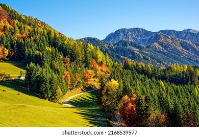 Beautiful autumn in the mountain forest. Autumn mountain trees in fall scenery - Powered by Shutterstock