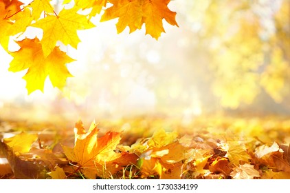 Beautiful autumn nature background with carpet of orange and yellow fallen maple leaves in sunlight. Autumn landscape with blurry defocused forest in background. - Shutterstock ID 1730334199