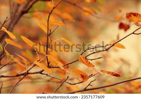 Beautiful autumn nature background with yellow leaves on tree branches or berry bushes and blurry background with sunlight and bokeh, Autumnal colorful bright foliage in park or forest, fall backdrop