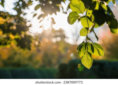 Beautiful autumn nature scene with a cluster of leaves set against a blurred bokeh background