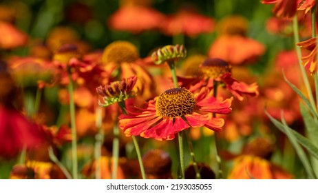 Beautiful autumn orange flowers. Bush Helenium autumnale. Floral background for design. Shallow depth of field. - Shutterstock ID 2193035055
