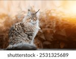 Beautiful autumn outdoor portrait of a Maine Coon cat with a blurred background, soft bokeh, vintage toning and sunflare on the side.