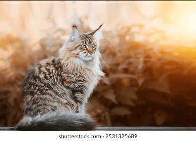 Beautiful autumn outdoor portrait of a Maine Coon cat with a blurred background, soft bokeh, vintage toning and sunflare on the side. - Powered by Shutterstock