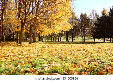 Beautiful autumn park. Autumn in Minsk. Autumn trees and leaves. Autumn Landscape.Park in Autumn. Forest in Autumn.