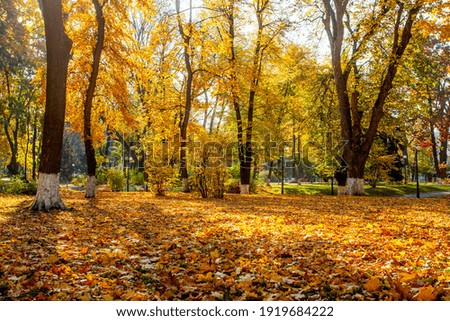 Similar – Image, Stock Photo on the yellow bench