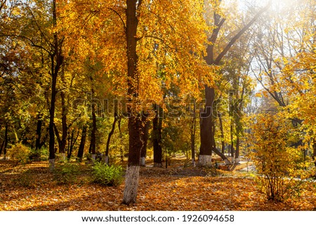 Similar – Foto Bild Herbstsonnenaufgang auf einem Bauernhof. Bäume im nebligen Herbstmorgen in Ungarn