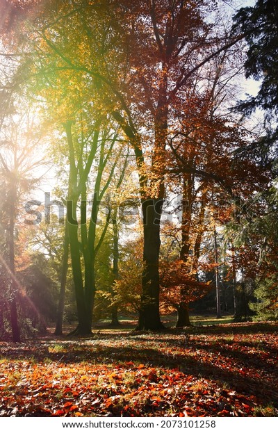 Beautiful\
autumn red beech tree in a park stock images. Fall nature\
background photo. Beech tree with orange leaves images. Autumn\
public park in Czech Republic stock\
images