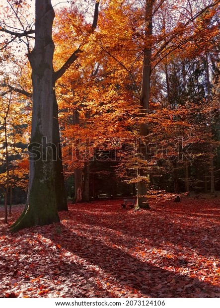 Beautiful autumn red beech tree in a park stock\
images. Fall nature background photo. Beech tree with orange leaves\
vertical stock photo. Autumn public park in Czech Republic stock\
images