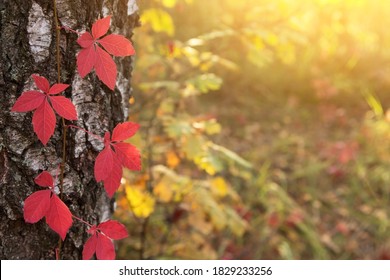 Beautiful Autumn Red Boston Ivy Leaves On Birch Tree Close Up. Fall Background, Texture With Copyspace