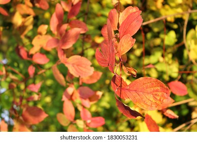 Beautiful Autumn Red Boston Ivy Leaves On Birch Tree Close Up. Fall Background, Texture With Copyspace

