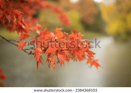 Beautiful Autumn, reds, yellows, orange