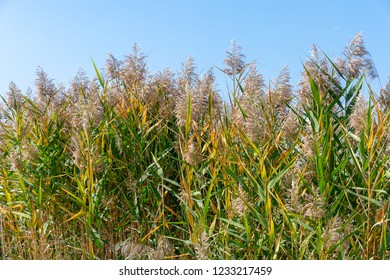 Beautiful Autumn Reeds Scenery Autumn Reed Stock Photo 1233217459 ...