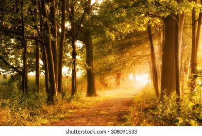 Beautiful autumn scene invites to a walk
on a misty footpath in the forest with beams of sunlight - Powered by Shutterstock