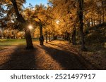 Beautiful autumn scene in Sweden with a tree avenue lit up by sunlight.