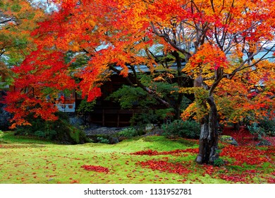 Beautiful autumn scenery of colorful maple trees with red fallen leaves on the green grassy ground in the Japanese garden of Hokyo-in Temple (宝筐院), a famous Buddhist Temple in Arashiyama, Kyoto, Japan