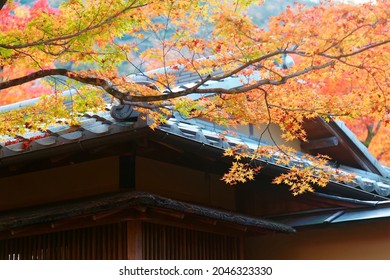 Beautiful autumn scenery of fiery maple trees by the tile roof of a traditional Japanese building in Hokyo-in (宝筐院), which is a famous Buddhist Temple in Arashiyama (嵐山), Kyoto, Japan