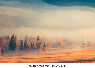 Beautiful autumn scenic panorama of foggy valley at Carpathian mountains at early morning before sunrise. Grass hill with yellow trees on foreground.