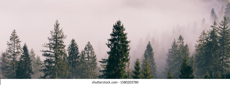 Beautiful autumn scenic panorama of foggy Carpathian mountains at early morning. Spruce forest, covered with fog on mountain hills.