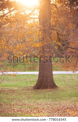 Similar – Sonnenlicht, das durch einen Baum am Meer scheint.