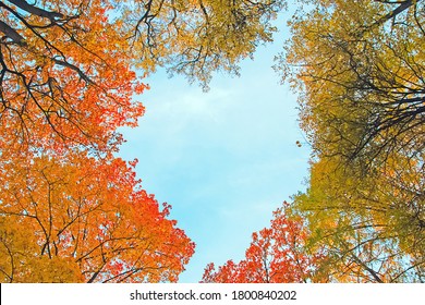 beautiful autumn trees foliage in shape of heart in blue sky overhead