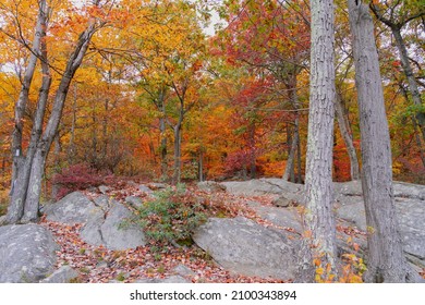 Beautiful Autumn View In Bear Mountain State Park