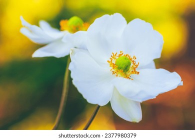 beautiful autumn white anemone flowers close-up
