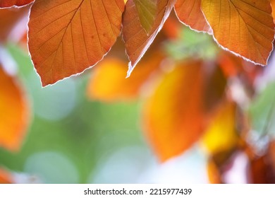 Beautiful Autumn Yellow Leaf Scene With Blurry Green Trees Background