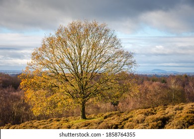 A Beautiful Autumnal Landscape On Cannock Chase, Staffordshire, Egland, UK