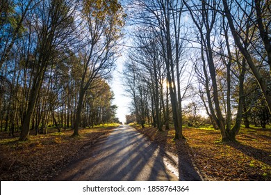 A Beautiful Autumnal Landscape On Cannock Chase, Staffordshire, Egland, UK