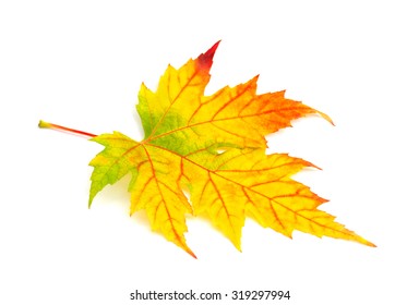Beautiful autumnal maple leaf on white background